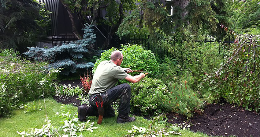 An image of an Arborest worker renovating a small section of trees