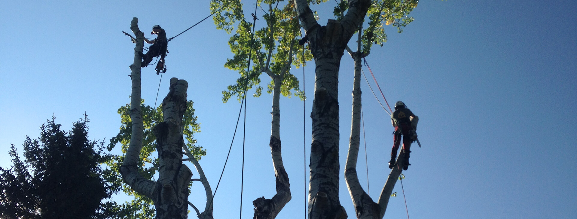 An image of The Arborest crew removing trees up high.