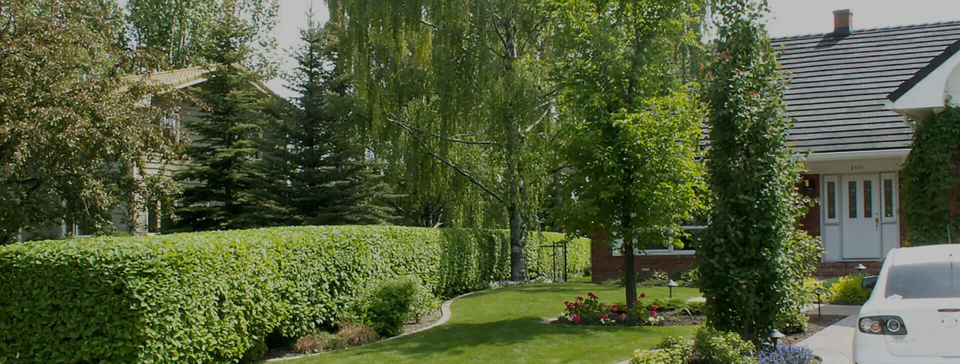 feature image of a yard serviced by The Arborest Expert Tree Service