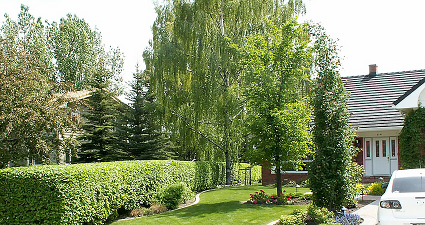 An image of a yard serviced by The Arborest Expert Tree Service