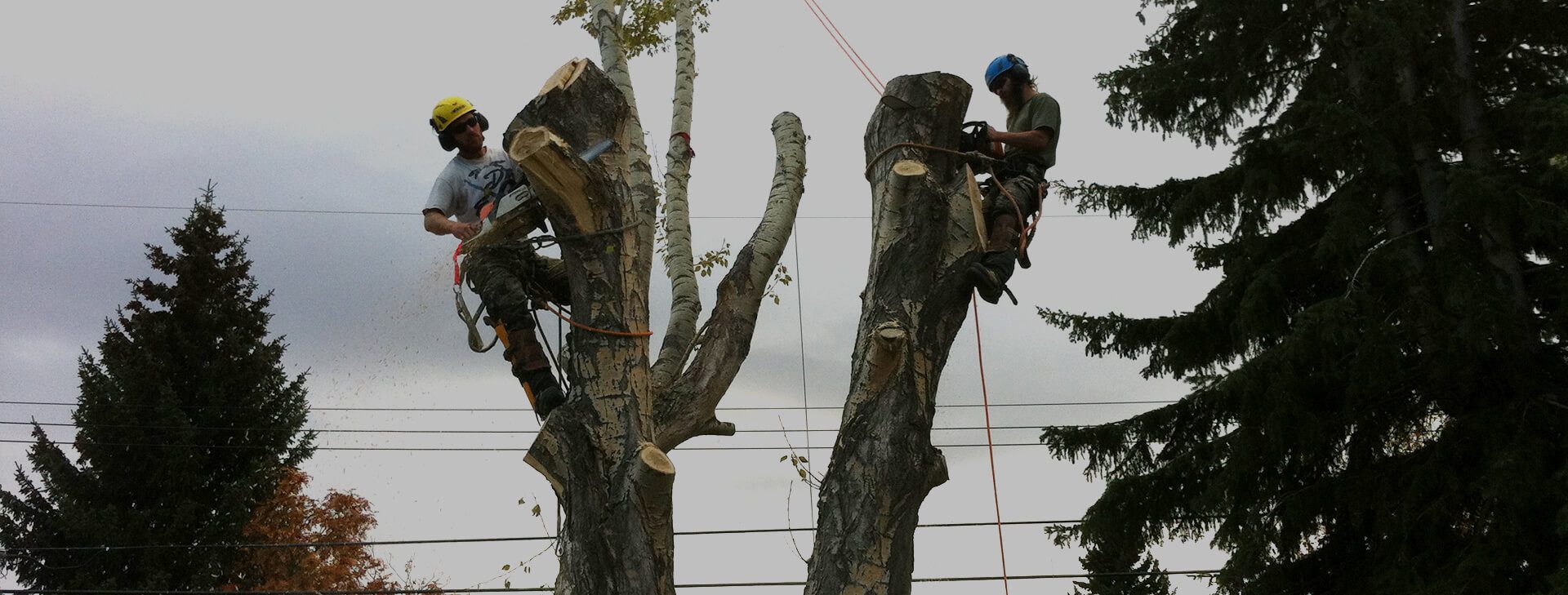 A feature image of an Arborest crew removing a tree from the top down.