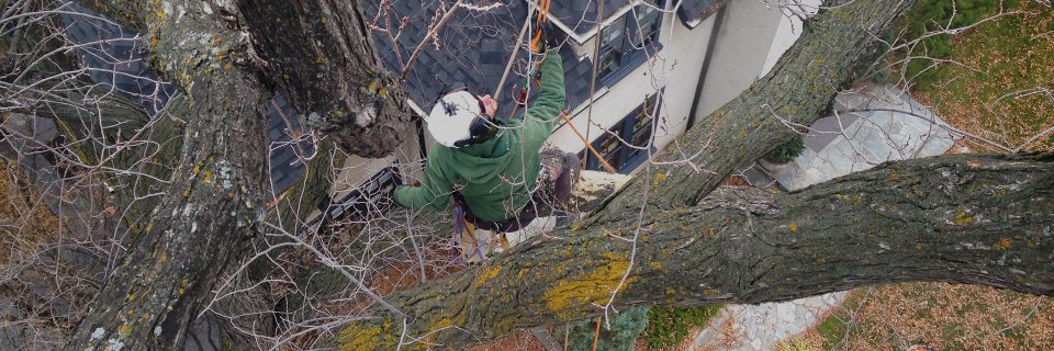 Natural Tree, Shrub and Hedge Pruning