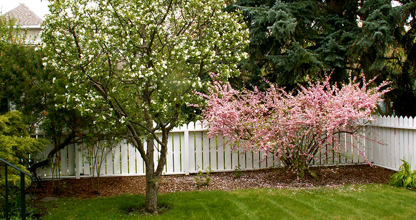 An image of two trees with natural pruning in a backyard
