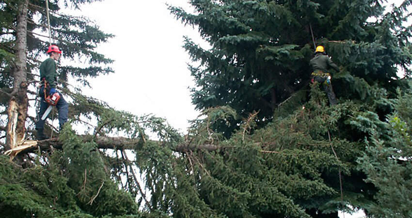 An image of two Arborest workers trimming trees with storm damage