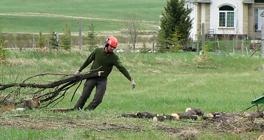 An image of an Arborest worker removing trees on a large property